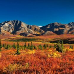 Denali National Park and Preserve, Alaska, USA – Tourist Destinations
