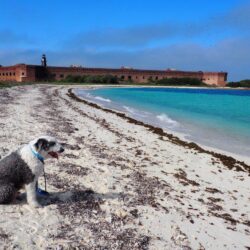 Dry Tortugas National Park: A Fortress In the Sea
