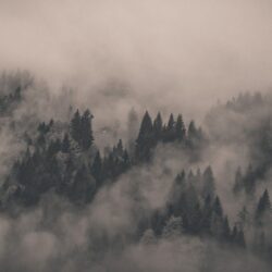 Fog Wallpapers