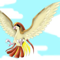 Pidgeot preparing to attack by phoenixn91