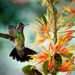 FunMozar – Hummingbird