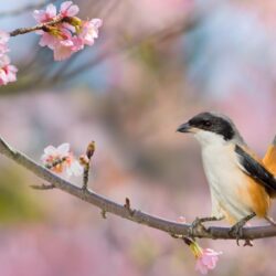 Wallpapers cherry, background, bird, branch, spring