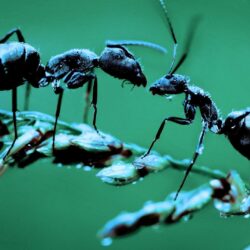 Ant Picture Facts Ant Desktop Wallpapers Desktop Backgrounds