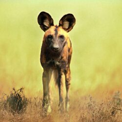 Download African Wild Dog Wallpaper, HD Backgrounds Download