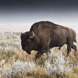Pix For > American Bison Wallpapers