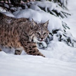 Bobcat Basic Facts and HD Wallpapers by eBuzzap