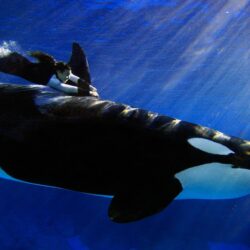 Animal Undewater Orca