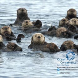Sea Otter wallpapers