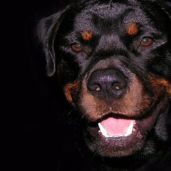 Rottweiler Wallpapers Image & Pictures