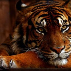 Wallpapers HD Tiger 73 172042 High Definition Wallpapers