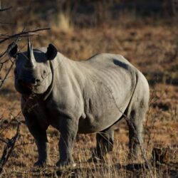 Black Rhino iPhone Wallpapers