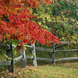 Autumn, park, indiana, state, county, brown, fence, wallpapers
