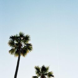 palm trees. www.withlovefromkat