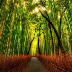 Bamboo Forest Wallpapers for Home