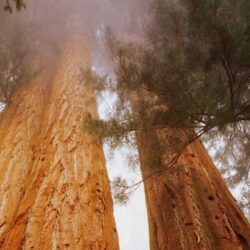 41+ Sequoia National Park Wallpapers, Top Ranked Sequoia National