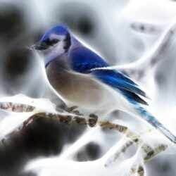Download Fractalius Blue Jay New Wallpapers