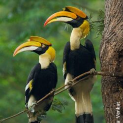The Great Pied Hornbill