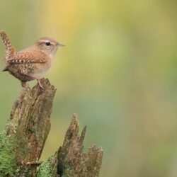 Winter Wren Pictures