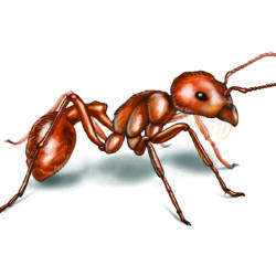 Ants HD Wallpapers