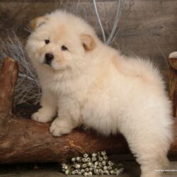 Chow Chow Wallpapers 5