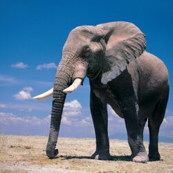 Wallpapers For > Elephant Wallpapers