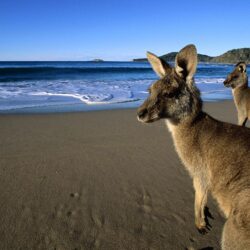 Wallpapers Kangaroo Eastern Grey Kangaroos on the Beach, Australia