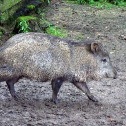 Pecari tajacu or Collared Peccary