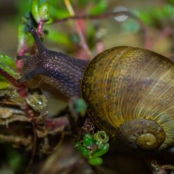 Free picture: gastropod, invertebrate, detail, nature, slug