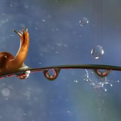 animals, snails, water drops, molluscs :: Wallpapers