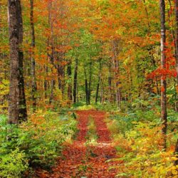 MaineFoliage: Photo Gallery: Foliage Wallpapers