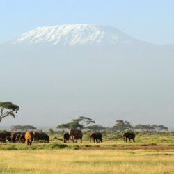 Kilimanjaro Safari HD desktop wallpapers : Widescreen : High