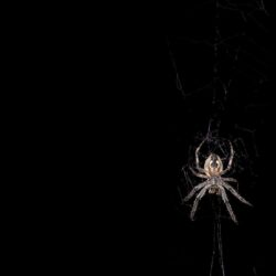 Spider Wallpapers Free Downloads