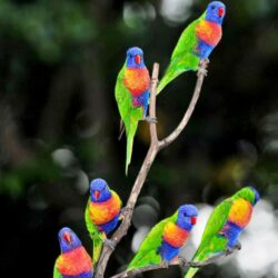 Colorful Parrot Birds Image, Photos Wallpapers Download