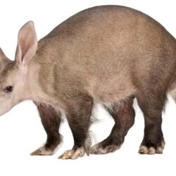 px Aardvark