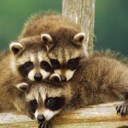 Baby raccoons HD Wallpapers