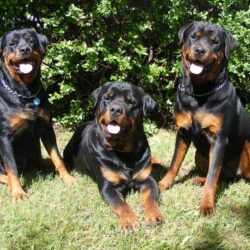 Image For > Rottweiler Wallpapers