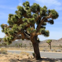 free wallpapers and screensavers for joshua tree national park