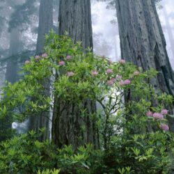 Redwood National and State Parks widescreen wallpapers