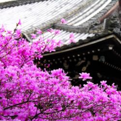 Sakura flower wallpapers hd with blossom tree