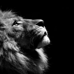 download black and white lion wallpapers