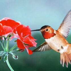 Rufous Hummingbird HD Wallpapers