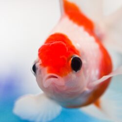 Goldfish Aquarium HD Desktop Wallpapers : Widescreen : High