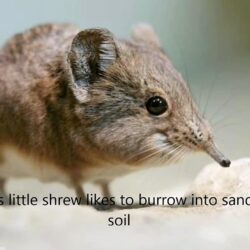 The Elephant Shrew Song