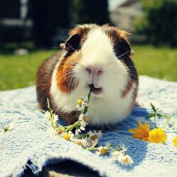 55 Guinea Pig HD Wallpapers