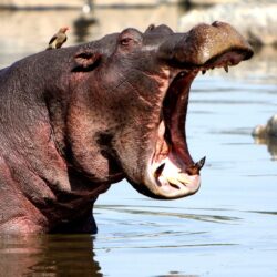 Yawning hippo HD Wallpapers