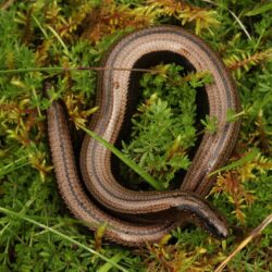 Slow worm facts