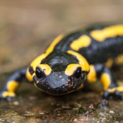 Black and yellow reptile, fire salamander HD wallpapers