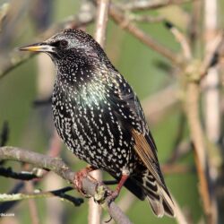 starling wallpapers and backgrounds