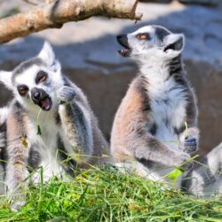 Lemur 4k Ultra HD Wallpapers and Backgrounds