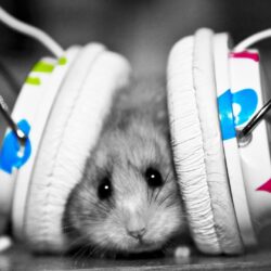 Mouse with Headphones HD Wallpapers » FullHDWpp